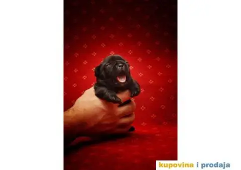 Francuski Buldog štenci - 4/8