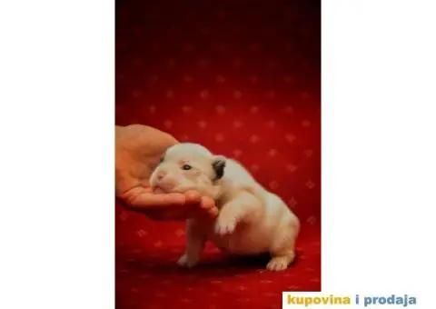 Francuski Buldog štenci - 5/8