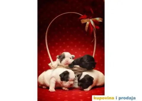 Francuski Buldog štenci - 6/8