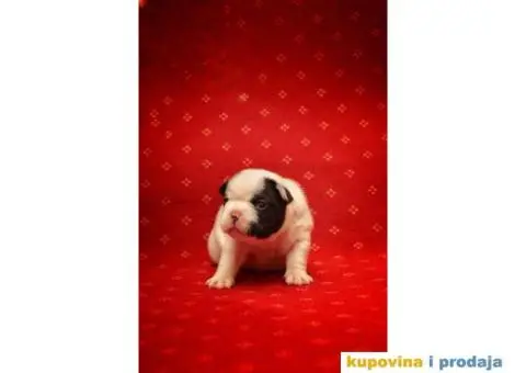 Francuski Buldog štenci - 7/8