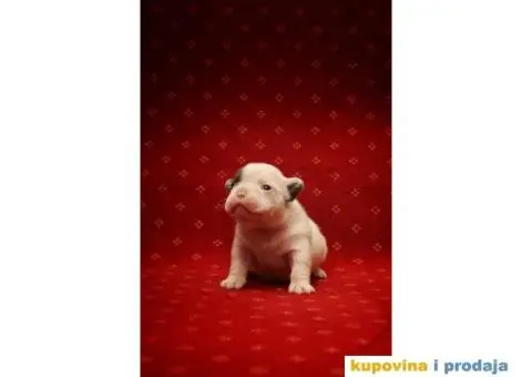 Francuski Buldog štenci - 8/8