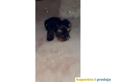 Jorkširski terijer štenci - 1/4