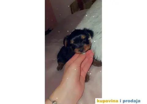 Jorkširski terijer štenci - 2/4
