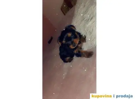 Jorkširski terijer štenci - 3/4