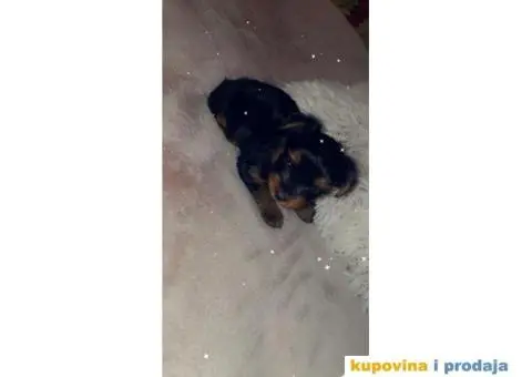 Jorkširski terijer štenci - 4/4