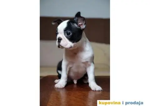 Boston Terijer štenci