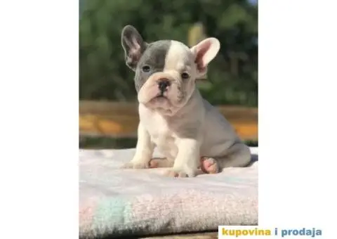 Plavi i crni stenci FRANCUSKOG BULDOGA na prodaju - 1/14