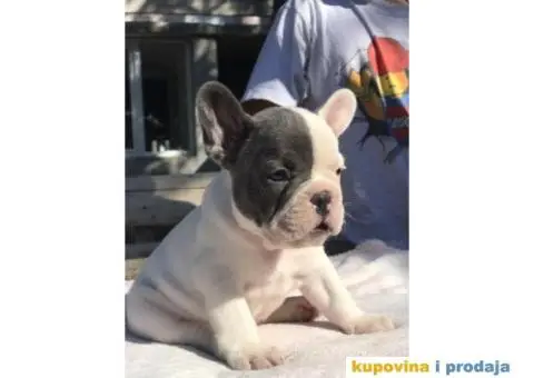 Plavi i crni stenci FRANCUSKOG BULDOGA na prodaju - 2/14