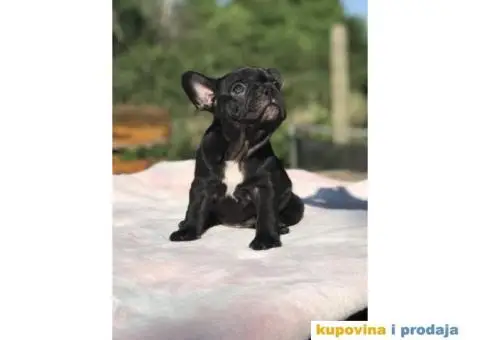 Plavi i crni stenci FRANCUSKOG BULDOGA na prodaju - 3/14