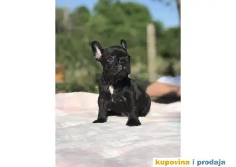 Plavi i crni stenci FRANCUSKOG BULDOGA na prodaju - 4/14