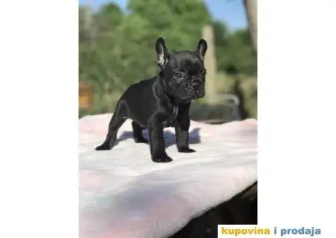 Plavi i crni stenci FRANCUSKOG BULDOGA na prodaju - 5/14