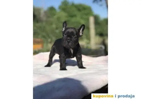 Plavi i crni stenci FRANCUSKOG BULDOGA na prodaju - 7/14