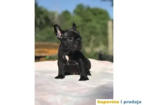 Plavi i crni stenci FRANCUSKOG BULDOGA na prodaju - 8/14