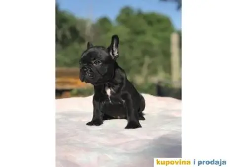 Plavi i crni stenci FRANCUSKOG BULDOGA na prodaju - 9/14