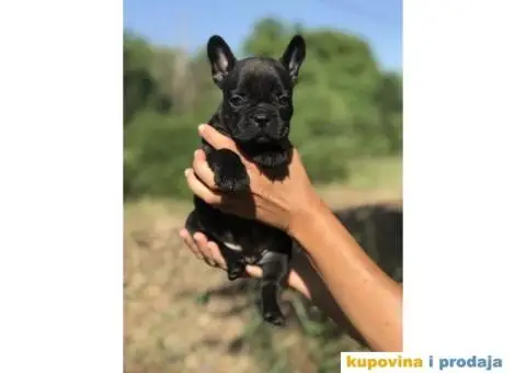 Plavi i crni stenci FRANCUSKOG BULDOGA na prodaju - 11/14