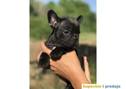 Plavi i crni stenci FRANCUSKOG BULDOGA na prodaju - 12/14