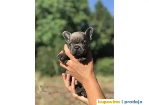 Plavi i crni stenci FRANCUSKOG BULDOGA na prodaju - 13/14