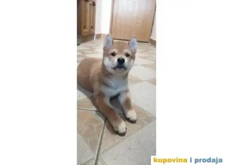 Šiba inu muško štene - 1/4