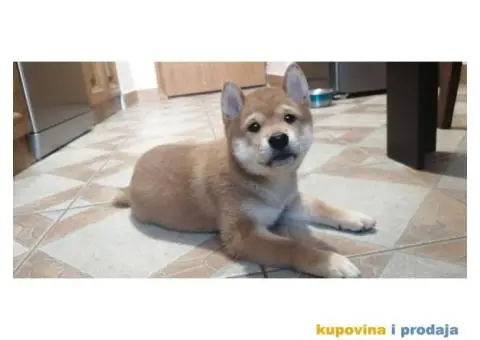 Šiba inu muško štene - 2/4