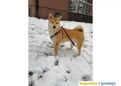 Šiba inu muško štene - 3/4