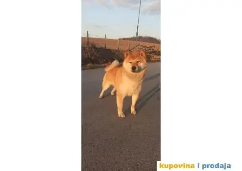 Šiba inu muško štene - 4/4