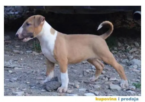 Bullterrier štenci - 1/6