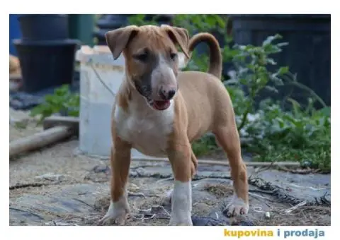 Bullterrier štenci - 2/6