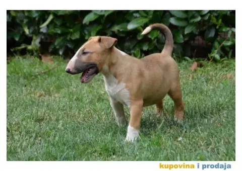 Bullterrier štenci - 3/6