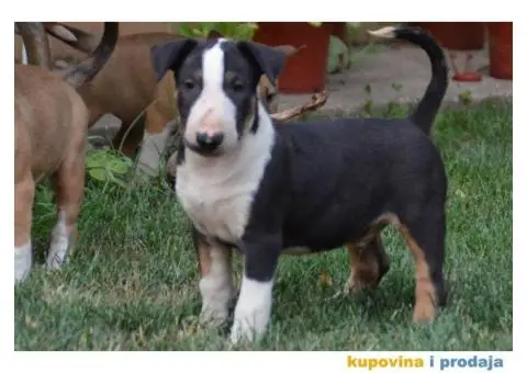 Bullterrier štenci - 4/6