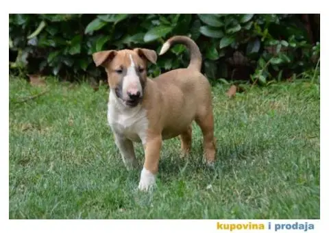 Bullterrier štenci - 5/6