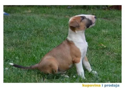 Bullterrier štenci - 6/6