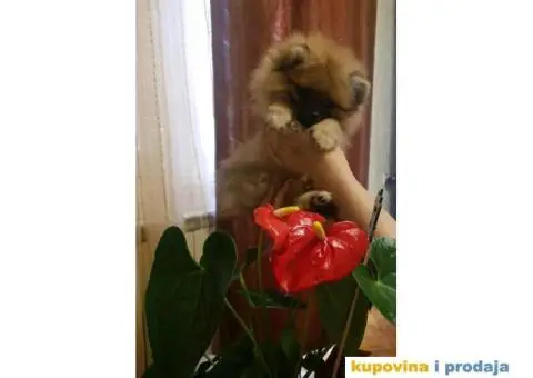 Pomeranac BOO štenci - 2/12