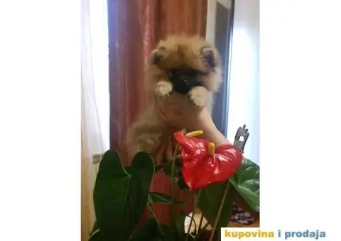 Pomeranac BOO štenci - 3/12
