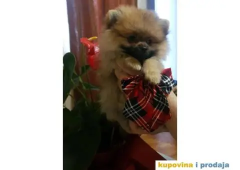 Pomeranac BOO štenci - 4/12