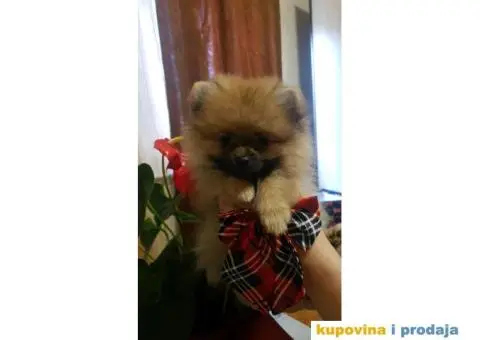 Pomeranac BOO štenci - 5/12