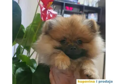 Pomeranac BOO štenci - 6/12