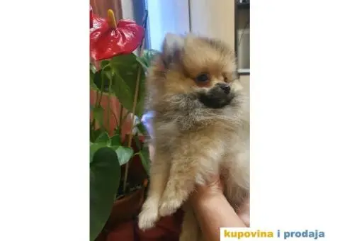 Pomeranac BOO štenci - 7/12