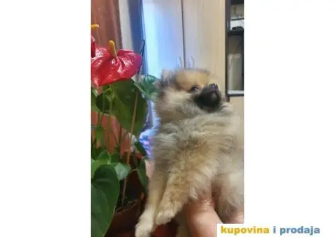 Pomeranac BOO štenci - 8/12