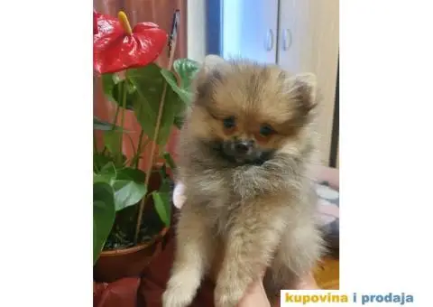 Pomeranac BOO štenci - 9/12