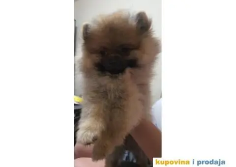 Pomeranac BOO štenci - 10/12