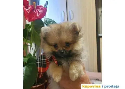 Pomeranac BOO štenci - 11/12