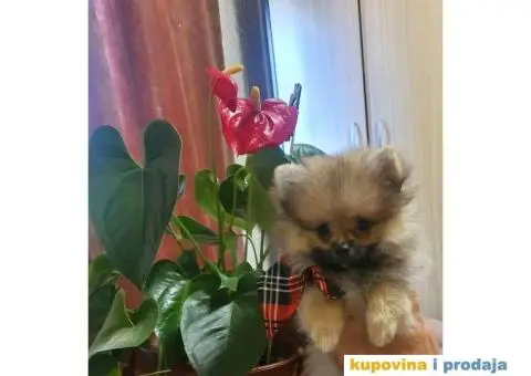 Pomeranac BOO štenci - 12/12