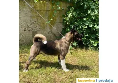 Mlada zenka uskoro teranje - 2/2