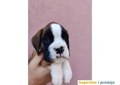 Nemački Bokser štenci - 1/15