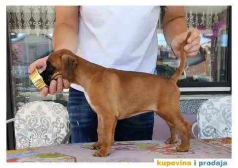 Nemački Bokser štenci - 2/15