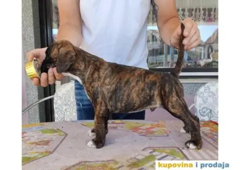 Nemački Bokser štenci - 3/15