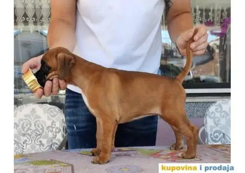 Nemački Bokser štenci - 4/15