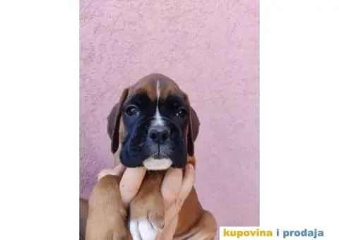 Nemački Bokser štenci - 5/15