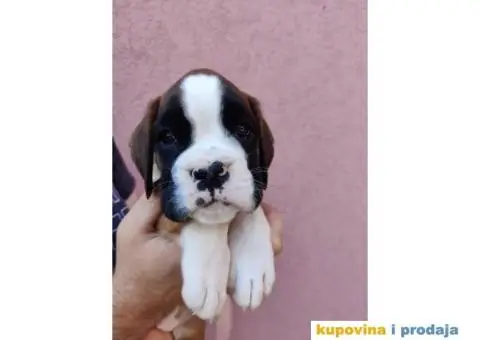 Nemački Bokser štenci - 6/15