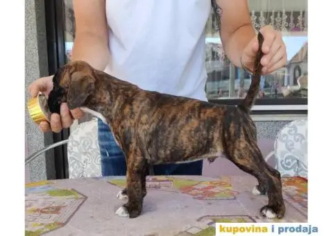 Nemački Bokser štenci - 7/15